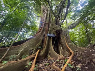 a tree with a sign in the middle at Eco Finca Tucan in Monteverde Costa Rica