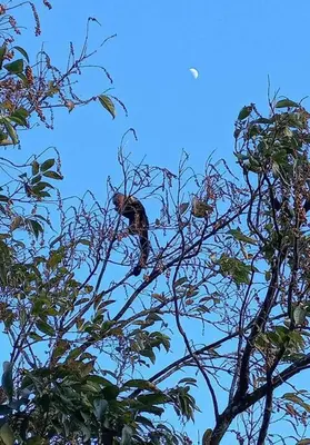 a monkey is sitting in the top of a tree at Eco Finca Tucan in Monteverde Costa Rica