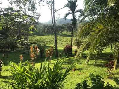 a garden with palm trees and a field of grass at Beautiful estate in quiet surroundings close to beach in Naranjito
