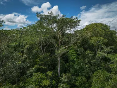 a tree in the middle of the forest at Terraé Eco-Sanctuary in Santa Elena