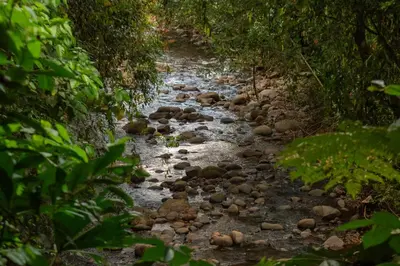 a stream of rocks in the middle of a forest at Terraé Eco-Sanctuary in Santa Elena