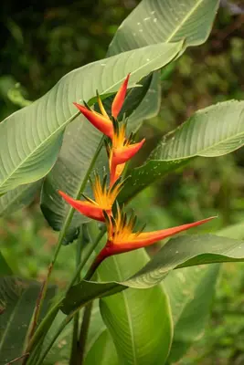 a plant with red and yellow flowers and green leaves at Terraé Eco-Sanctuary in Santa Elena