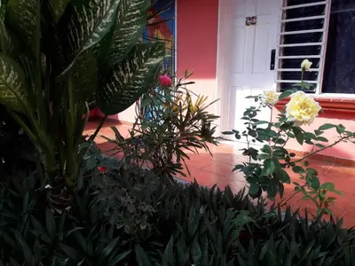 a bunch of plants in front of a house at ECONOMIQUE in Jacó