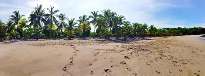 a beach with footprints in the sand and palm trees at Hotel Esperanza in Carrillo