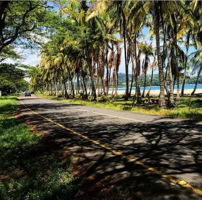 a road with palm trees on the side of a beach at Hotel Esperanza in Carrillo
