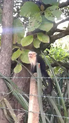 a monkey sitting on top of a tree at Beach House with a Pool-2mn walk to the beach in Playa Guacalillo