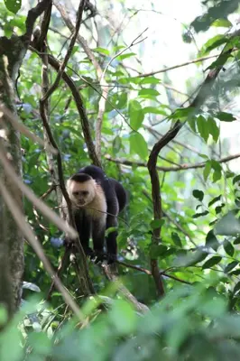 a monkey sitting on top of a tree branch at Cabina equipada cerca de río y montañas Tulín Azul in Tulín
