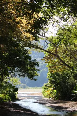 a road with trees on the side of a river at Cabina equipada cerca de río y montañas Tulín Azul in Tulín