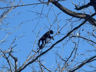 a monkey sitting on top of a tree branch at Hakuna in San Juanillo