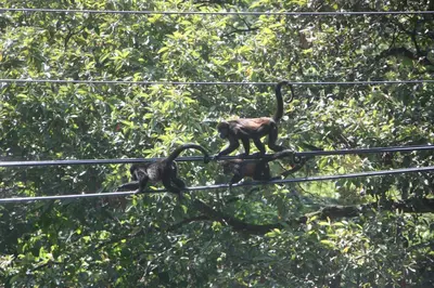 two monkeys walking on top of electrical wires at Hakuna in San Juanillo