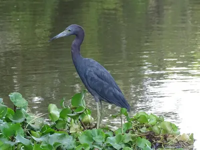 a bird standing in the water on some plants at Cabinas Tortuguero Natural in Tortuguero