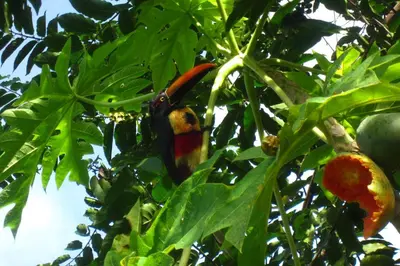 a colorful bird sitting in a tree at Eco Lodge&Farm Rustic Roots Reserve in Drake