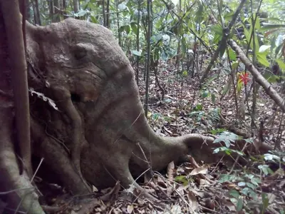 a tree stump in the middle of a forest at Eco Lodge&Farm Rustic Roots Reserve in Drake