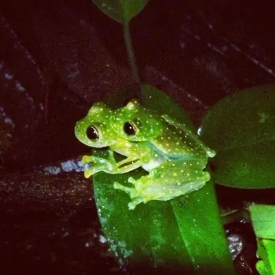 a frog sitting on top of a green leaf at Eco Lodge&Farm Rustic Roots Reserve in Drake