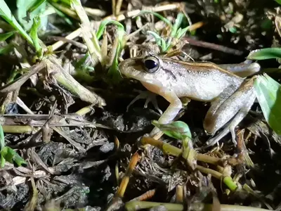 a frog sitting on the ground at Granja Agua Azul, Wi-FI,AC-WC,Parking,la Fortuna in Fortuna