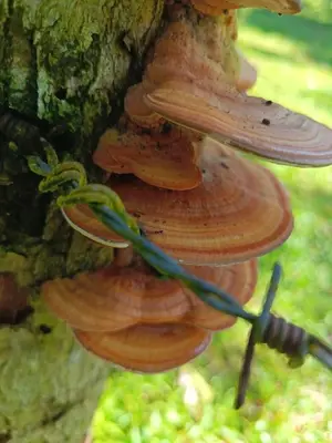 a group of mushrooms attached to a tree at Granja Agua Azul, Wi-FI,AC-WC,Parking,la Fortuna in Fortuna
