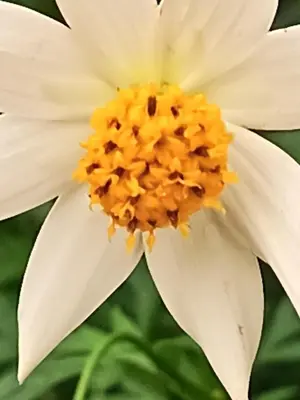 a white flower with a yellow center at Granja Agua Azul, Wi-FI,AC-WC,Parking,la Fortuna in Fortuna