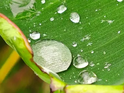 a green leaf with water drops on it at Granja Agua Azul, Wi-FI,AC-WC,Parking,la Fortuna in Fortuna