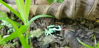 a green frog sitting on top of a plant at The Chocolate Lodge in Jiménez
