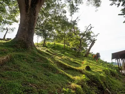a tree sitting on top of a grassy hill at Finca Colibri, vue incroyable sur le Golfe de Nicoya, en Pleine Nature, ferry Playa Najanjo in Cabo Blanco