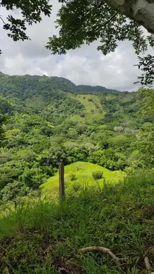 a view of a lush green hillside with a tree at Finca Colibri, vue incroyable sur le Golfe de Nicoya, en Pleine Nature, ferry Playa Najanjo in Cabo Blanco