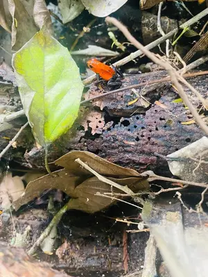 a small orange insect sitting on top of a leaf at Cabañas del Bosque in Nandayure