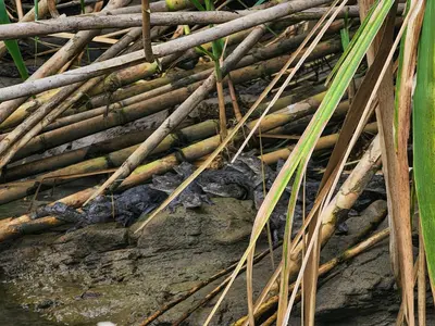 a pile of bamboo on top of a rock at Departamento 7 Tortuguero in Tortuguero