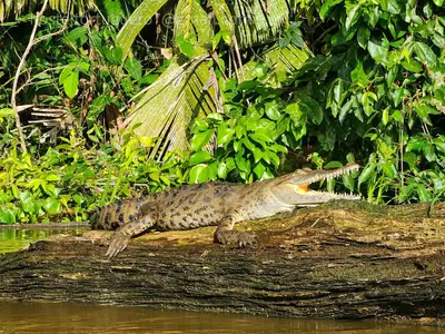 a crocodile laying on a log in the water at Departamento 7 Tortuguero in Tortuguero