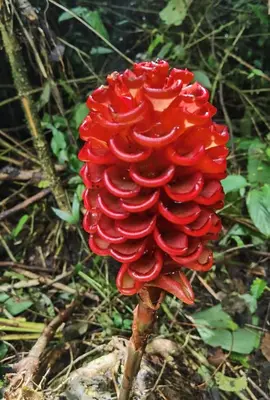 a red flower with droplets of water on it at Chirripo Art Hotel in Chimirol