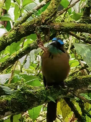 a bird is sitting on a tree branch at Chirripo Art Hotel in Chimirol