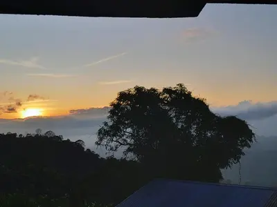 a tree with the sunset in the background at Hospedaje Coffee Mountain in San Isidro