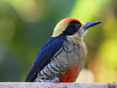 Gallery image of Esquipulas Rainforest in Quepos