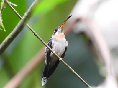 Gallery image of Esquipulas Rainforest in Quepos