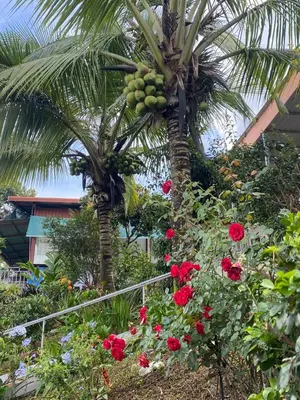 a palm tree with a bunch of fruit on it at Villa Garita Inn in La Garita