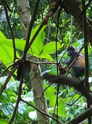 a bird sitting on top of a tree branch at CASA BUHO and COZY JUNGLE CABANA in Santa Teresa Beach