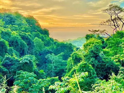a forest filled with lots of lush green trees at CASA BUHO and COZY JUNGLE CABANA in Santa Teresa Beach
