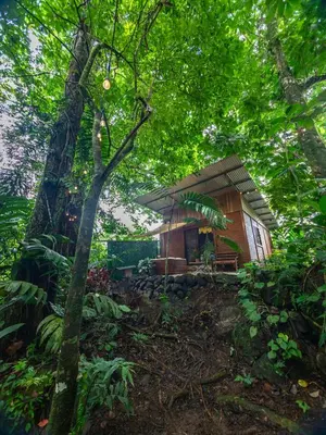a small wooden cabin in the middle of a forest at The frog house in Fortuna