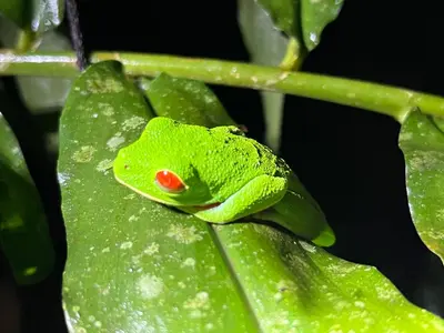 a green frog sitting on a green leaf at The frog house in Fortuna