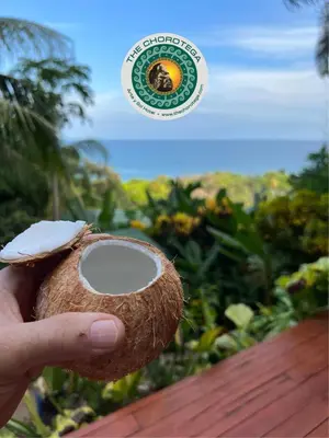 a person holding a coconut with a sticker on it at The Chorotega Hotel, Montezuma in Montezuma