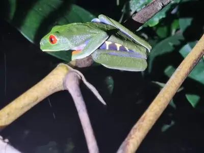a green frog sitting on a plant branch at Micheck beach house in Tortuguero