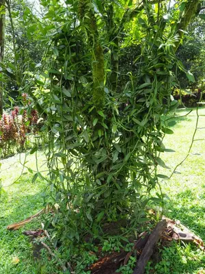 a tree with green leaves in the grass at Hacienda Las Vainillas Boutique Hotel in Mastatal