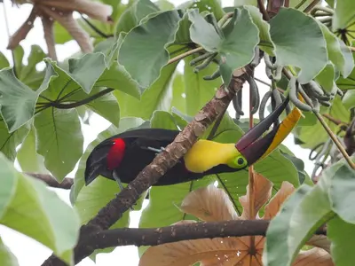 a bird is sitting on a tree branch at Hacienda Las Vainillas Boutique Hotel in Mastatal
