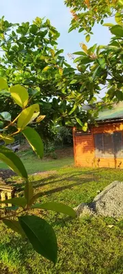 a tree with green leaves in front of a house at Boca Tapada Inn in Boca Tapada