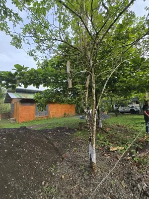 a small tree in the middle of a yard at Boca Tapada Inn in Boca Tapada