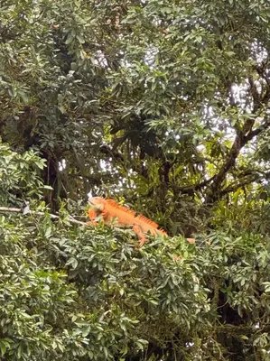 an orange bird is sitting in a tree at Boca Tapada Inn in Boca Tapada