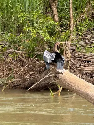 a bird sitting on a log in the water at Boca Tapada Inn in Boca Tapada