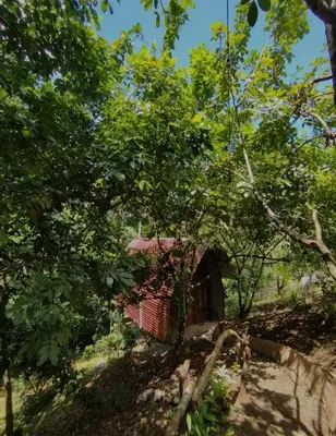 a small house in the middle of the trees at Chalet La Fortuna YeyYe in Fortuna