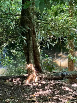 a dog laying under a tree in the woods at Campo Verde House, La Fortuna de San Carlos in Fortuna