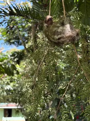 a dead animal is hanging from a tree at Campo Verde House, La Fortuna de San Carlos in Fortuna