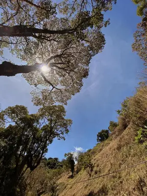 a view of the sun through trees on a hill at Valchi Hospedaje de Montaña in El Copey